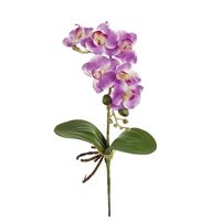 Phalaenopsis m. rod, lyserød